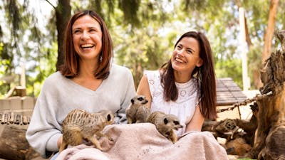 2 women with 3 meerkats on their lap in a zoo enclosure. Feeding the meerkats during an encounter