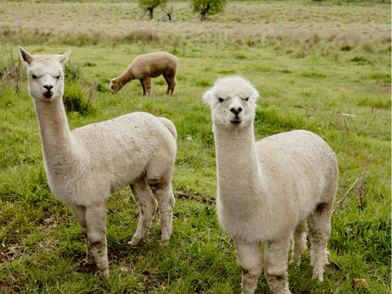 Farm Animals at Mayfield Vineyard