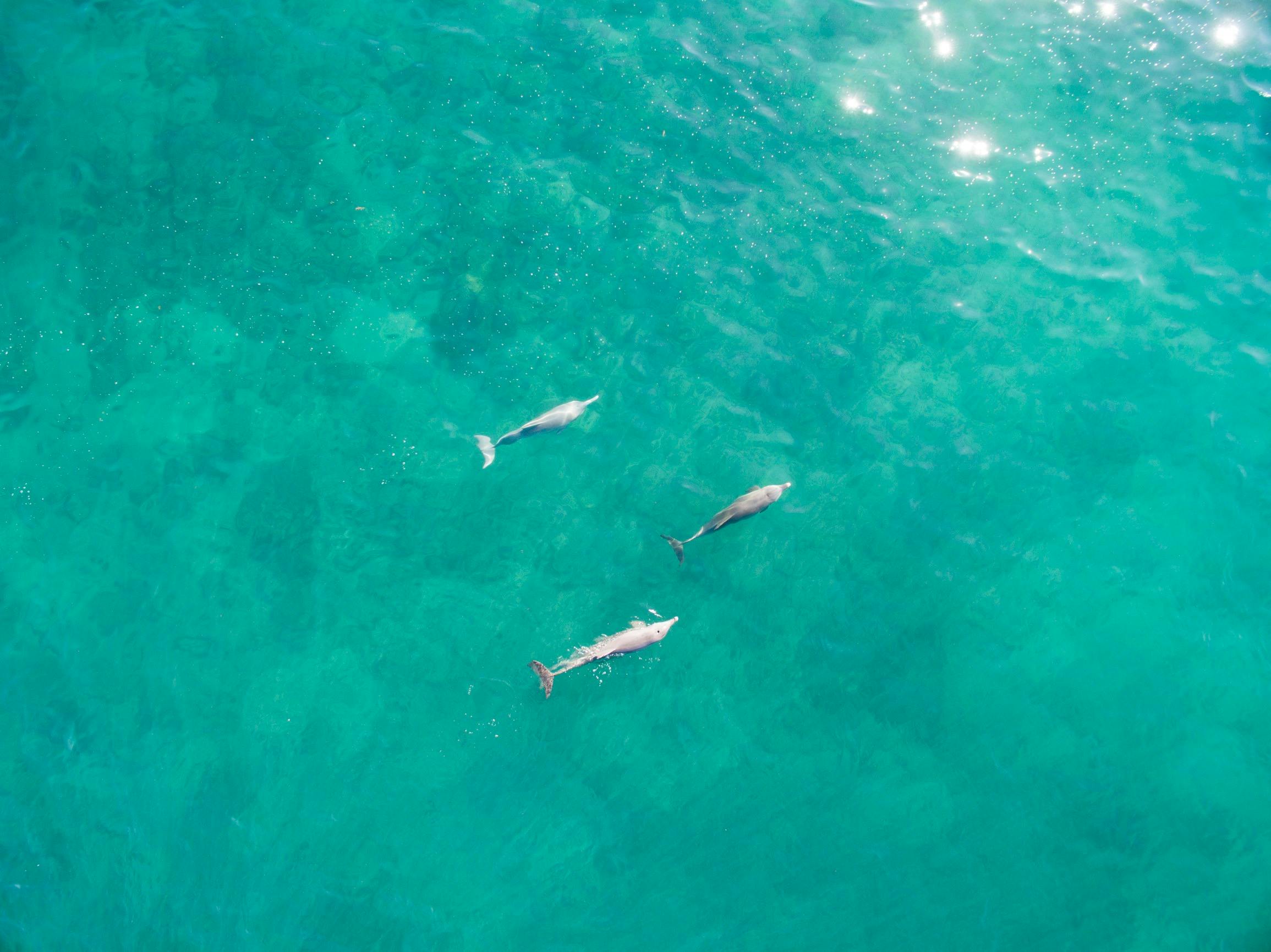 Dolphins at Mercedes Cove, Dampier Peninsula