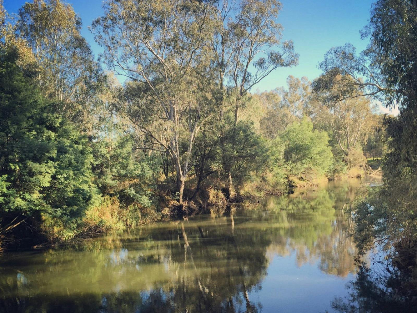 Ovens river,  shadows of trees in the river, trees, river bank, blue sky
