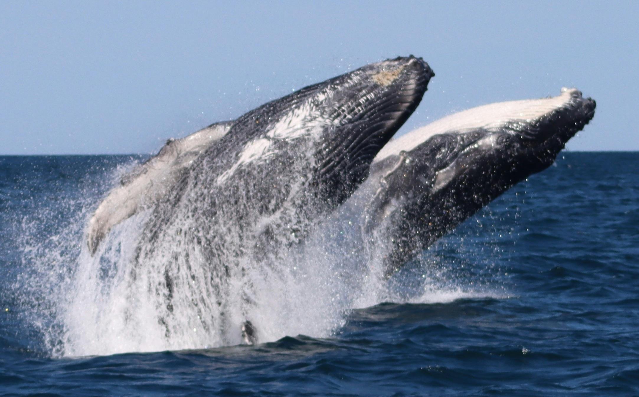 whale watching central coast