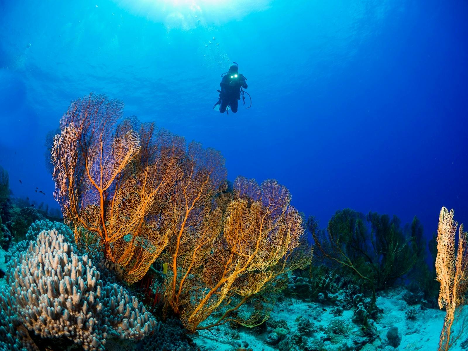 Cocos Dive