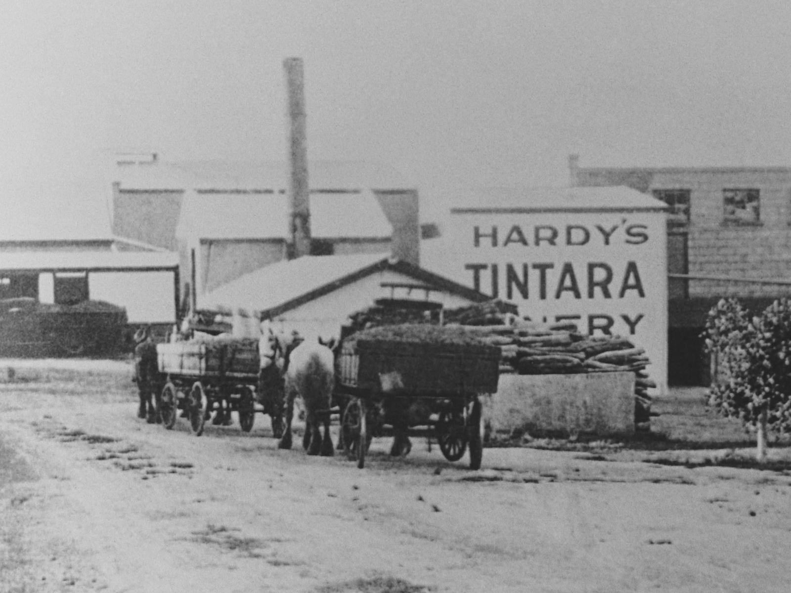 Discover the Legacy – Thomas Hardy Cabernet