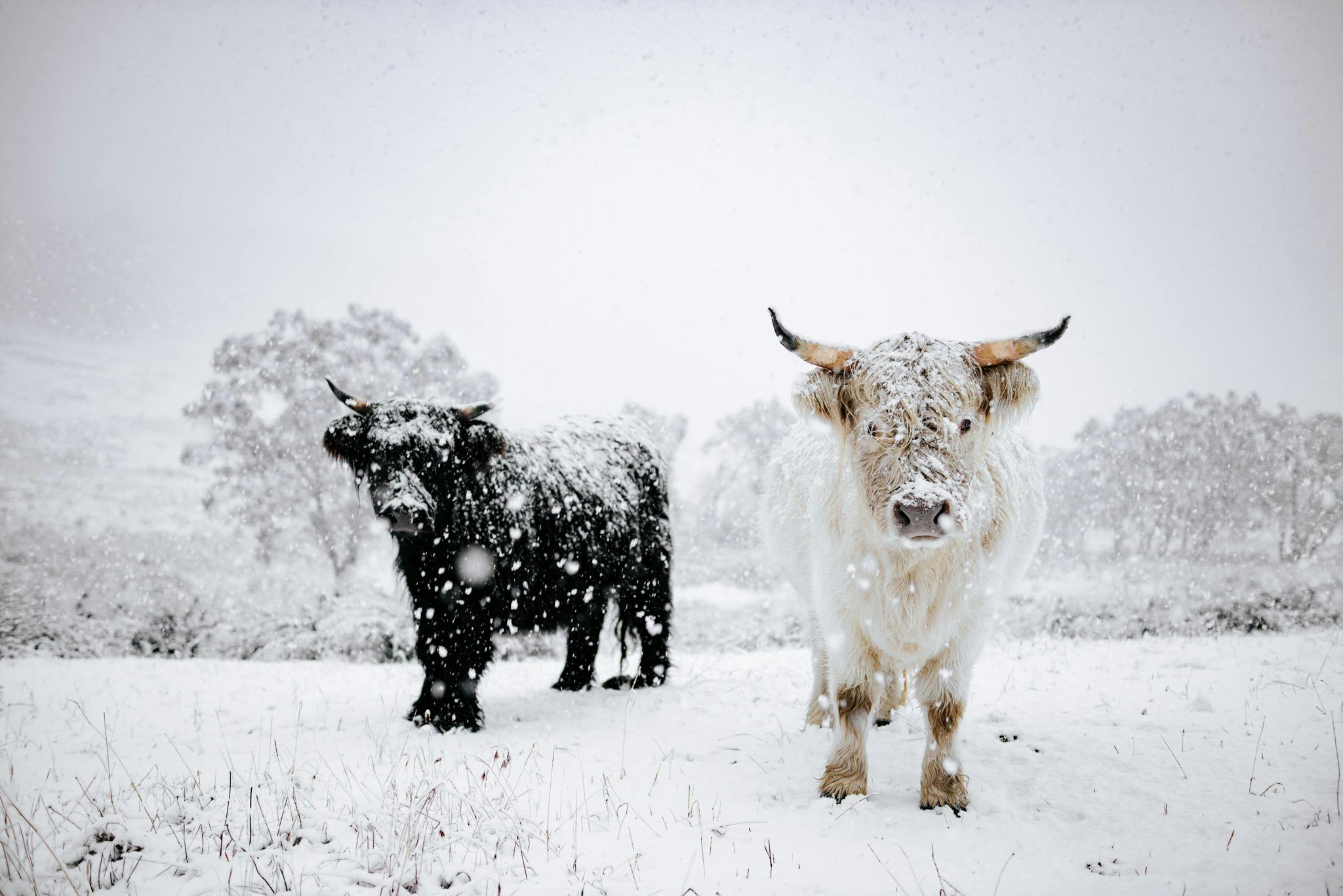 Our highlander cows covered in snow