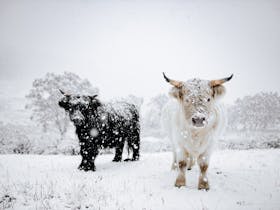 Our highlander cows covered in snow
