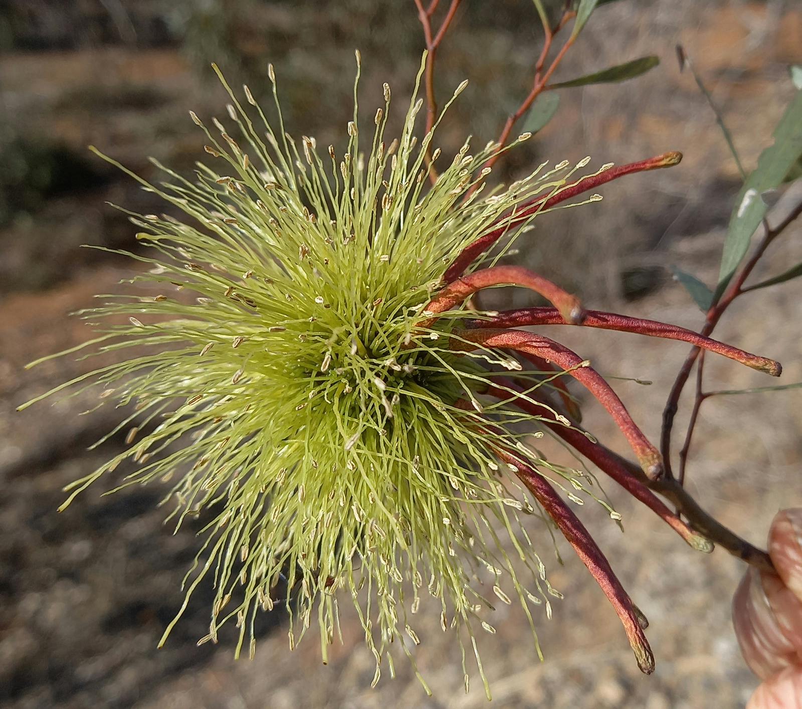 Eucalyptus mcquoidii