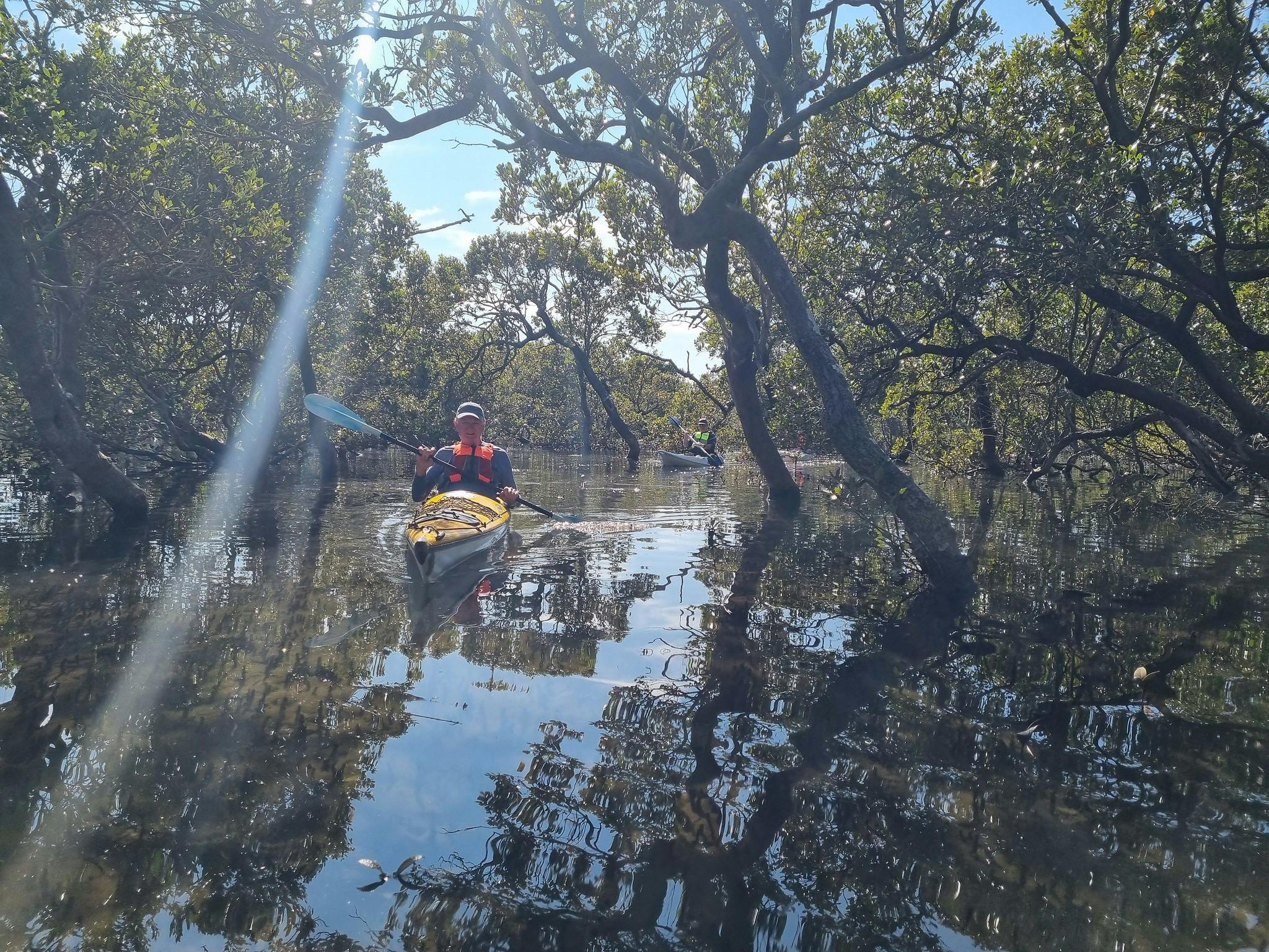 discover the mangroves
