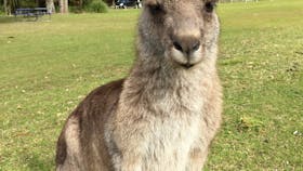 Kangaroo