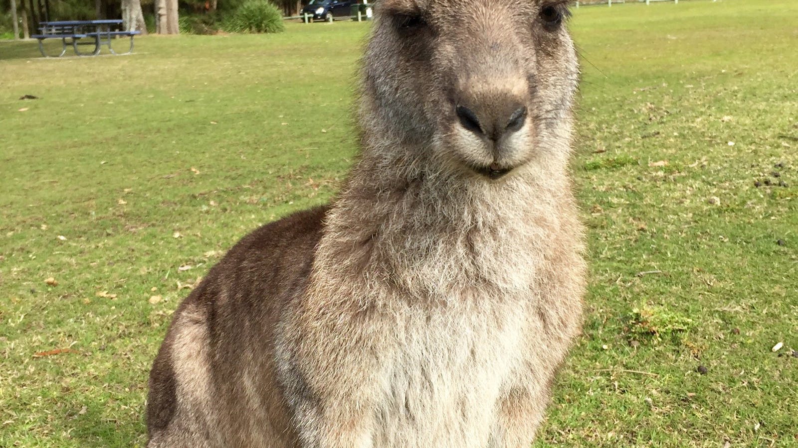 Meet some locals at  Lake Conjola