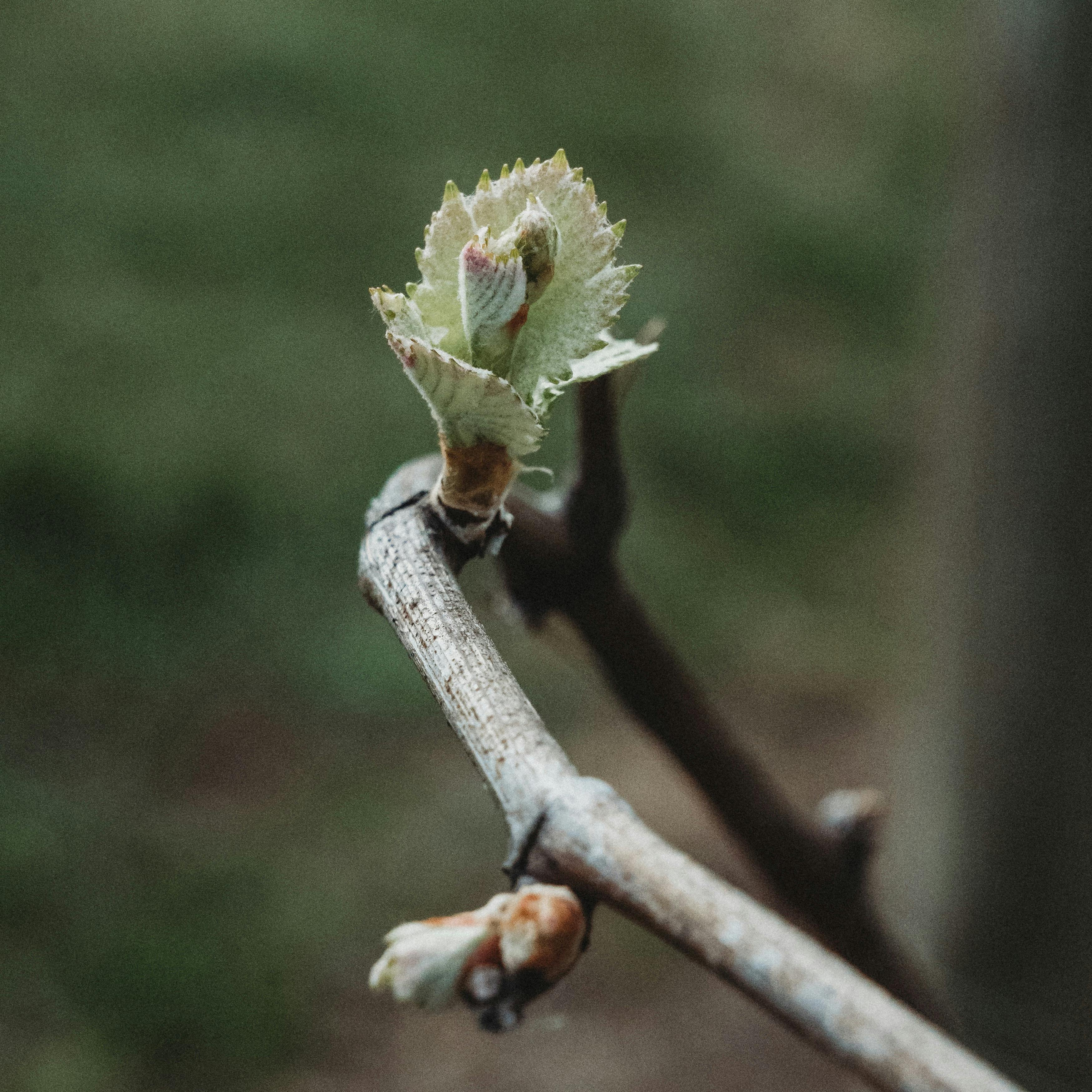 Each year the vines burst to life in spring signalling a new season