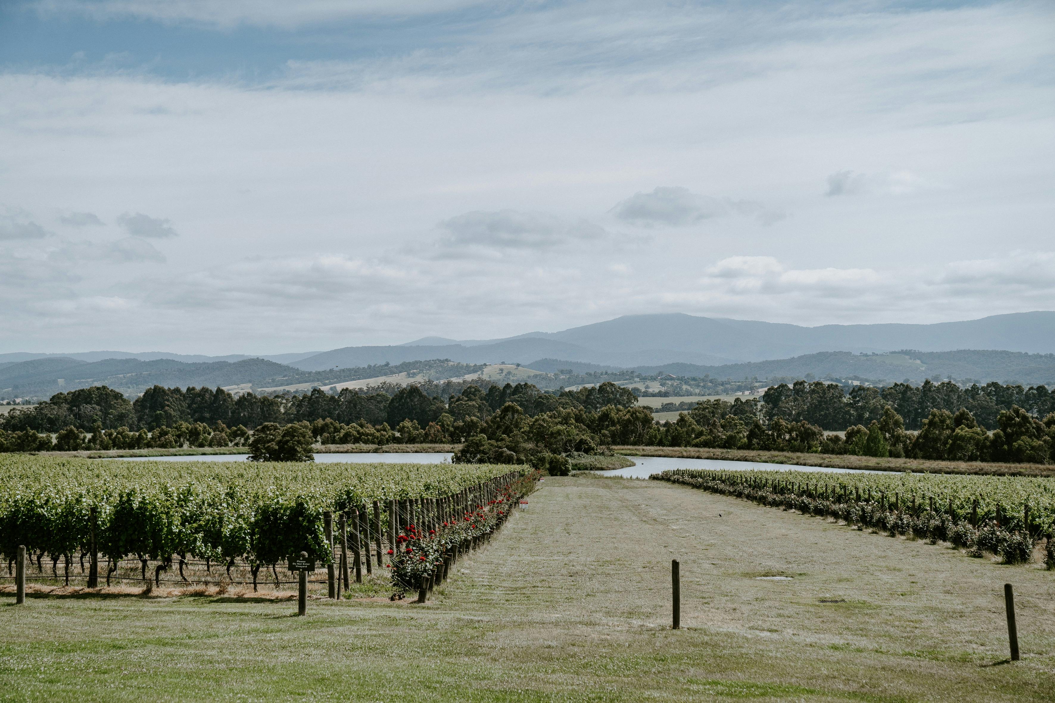 Yarra Valley Touring Chandon Landscape