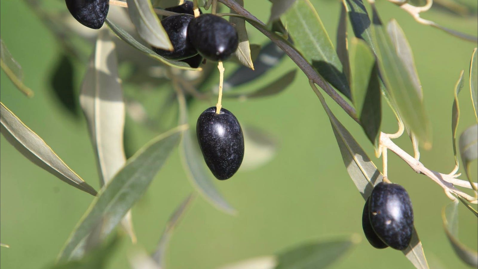 Wymah Organic Olives and Lambs