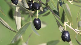 Wymah Organic Olives and Lambs