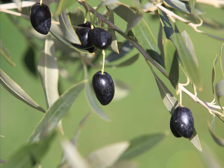 Wymah Organic Olives