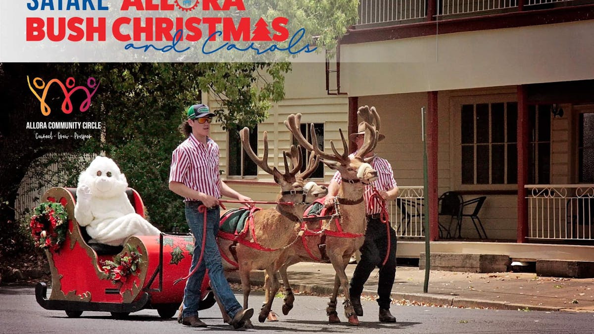 Allora Bush Christmas