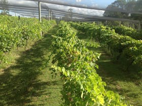 Holland Wines
