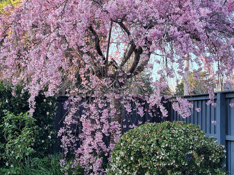 Cherry Tree in full bloom