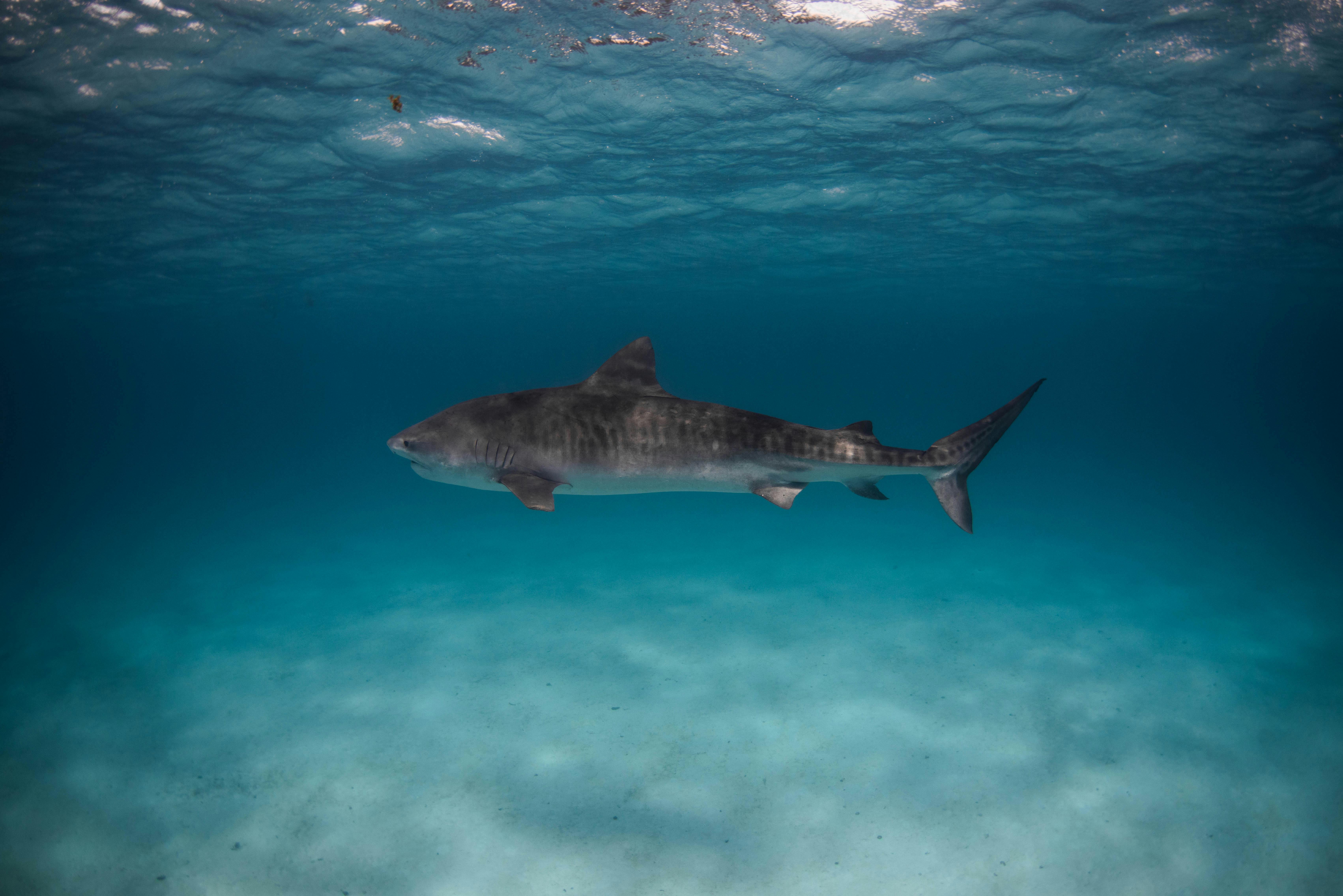 Tiger Shark cruising the salt flats
