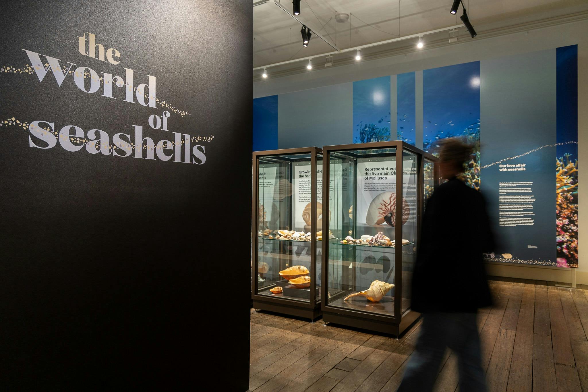 Installation view of the World of Seashells exhibition in Salon Gallery at TMAG
