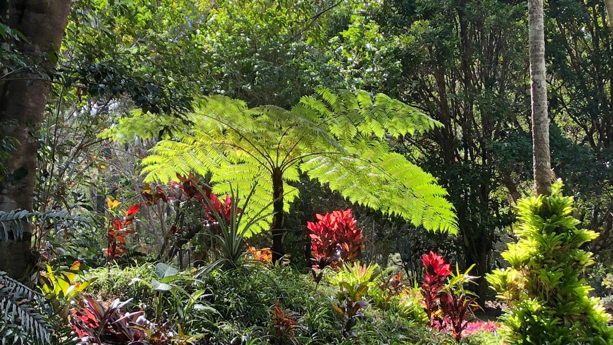 Garden