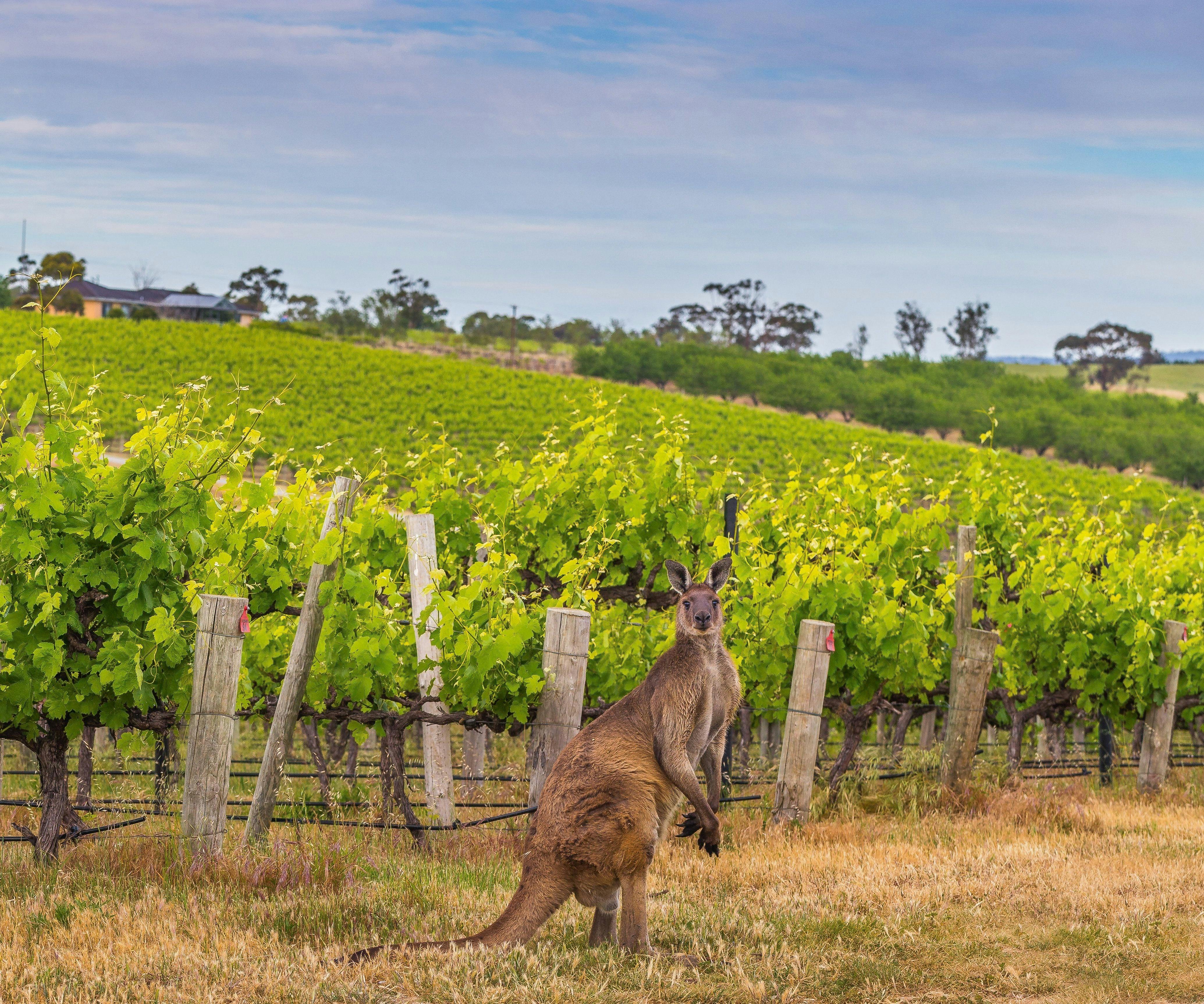 Coastal Full Day Tour - Adelaide Pickup
