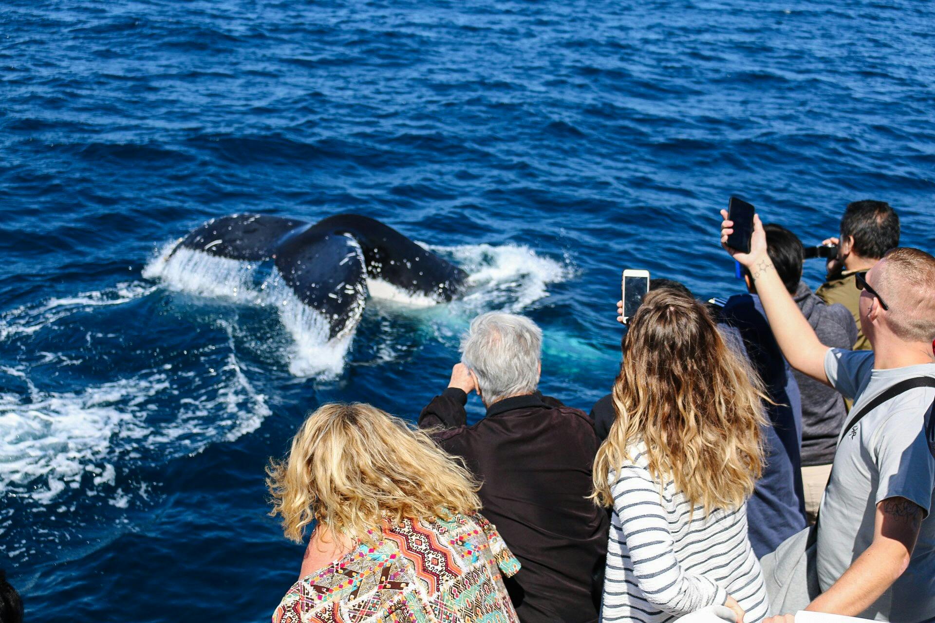 Whale Watching passengers holding phones taking photos of whale with tail out of water