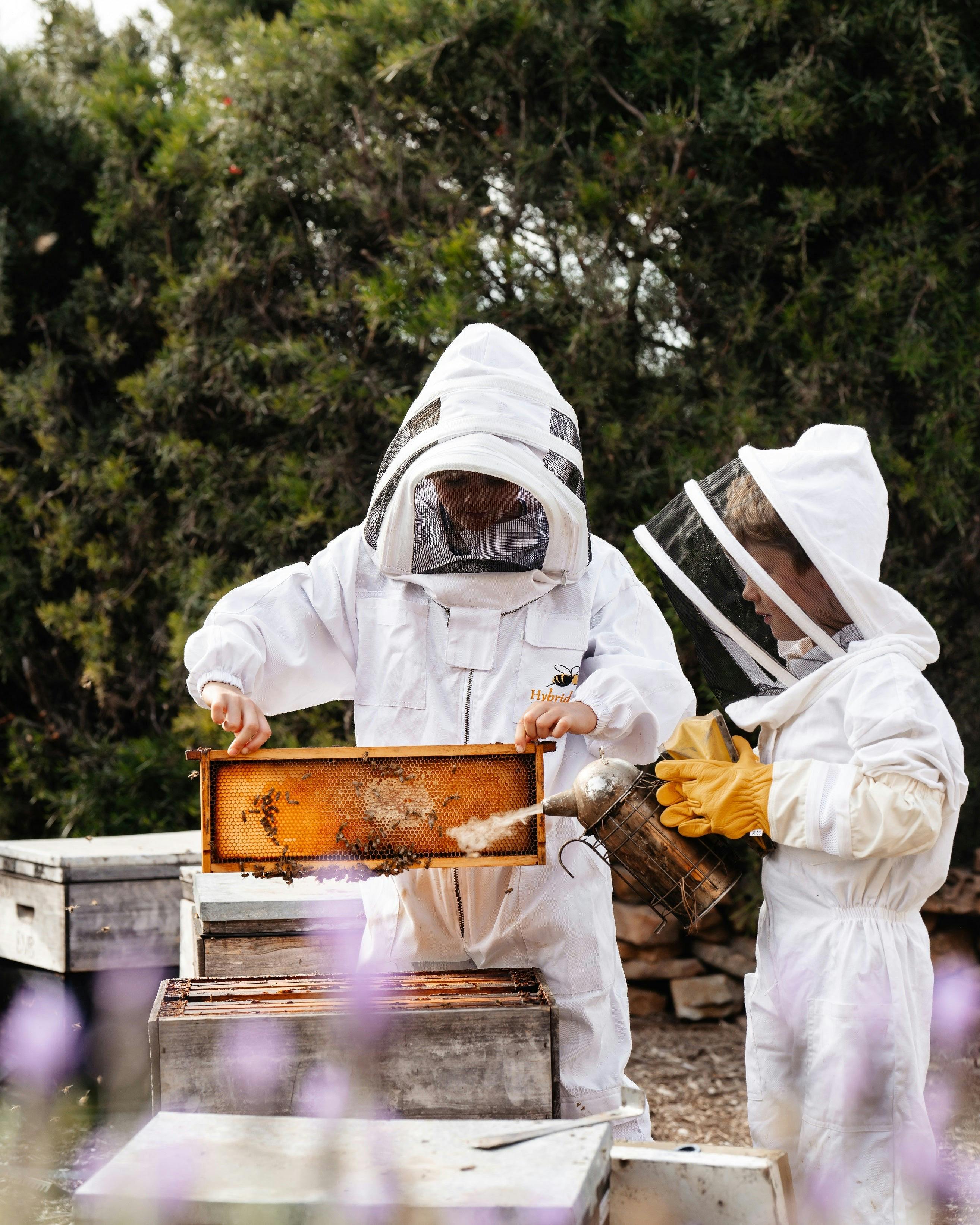 Island Beehive Beekeeping Experience