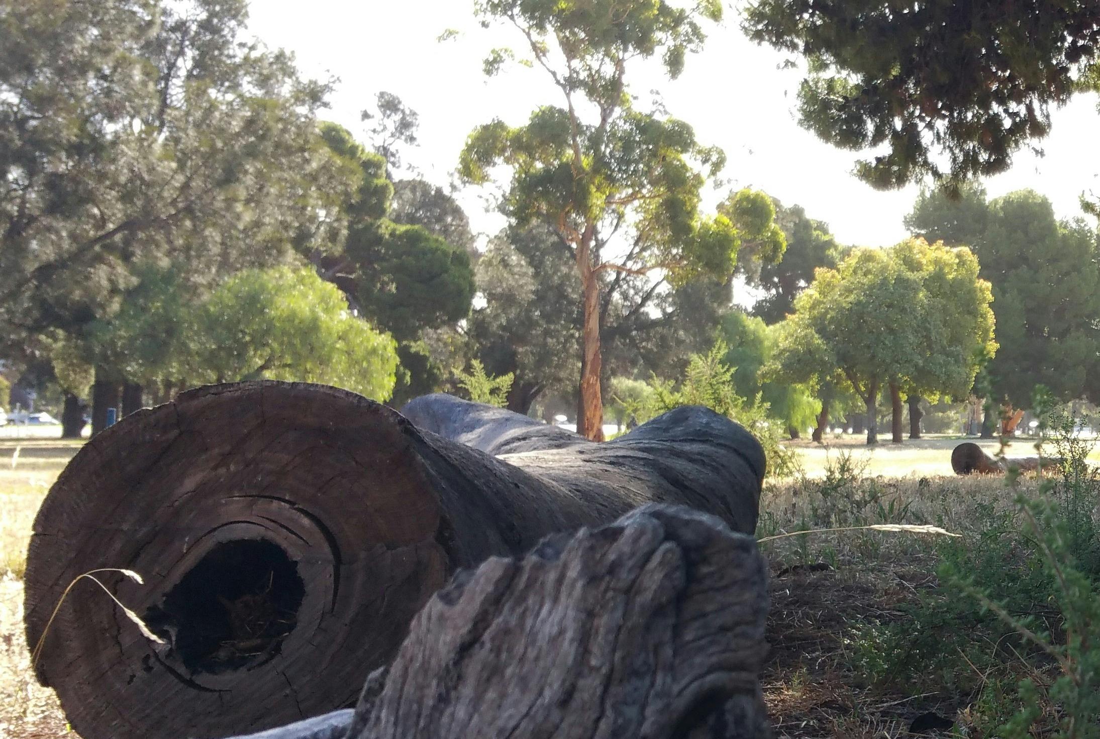 Fallen Log
