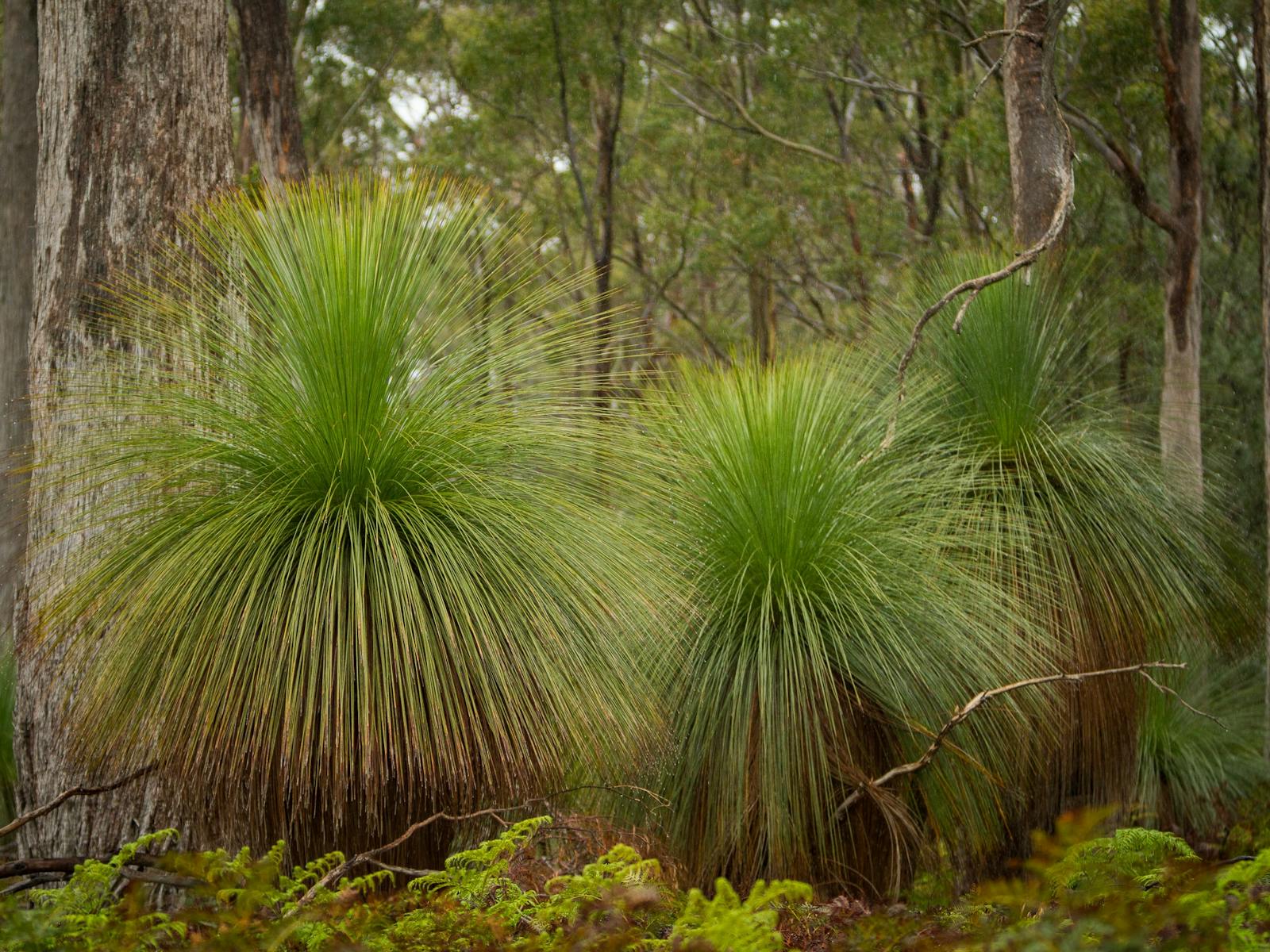 Grass trees, xanthorrhoea australis