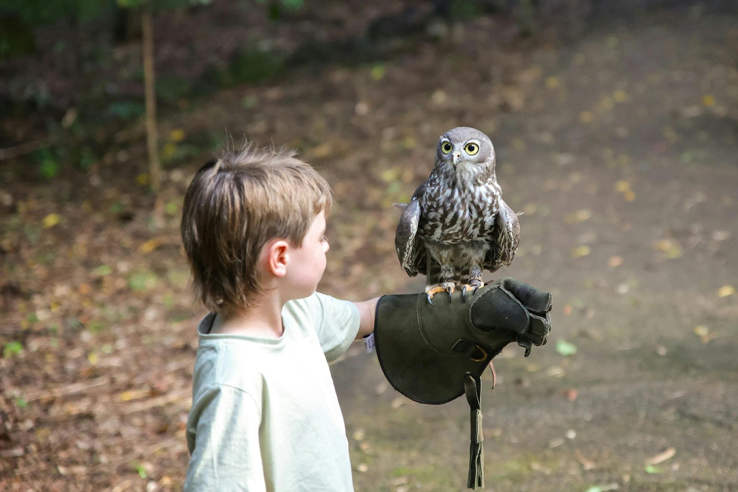Forest Flight Owl Encounter