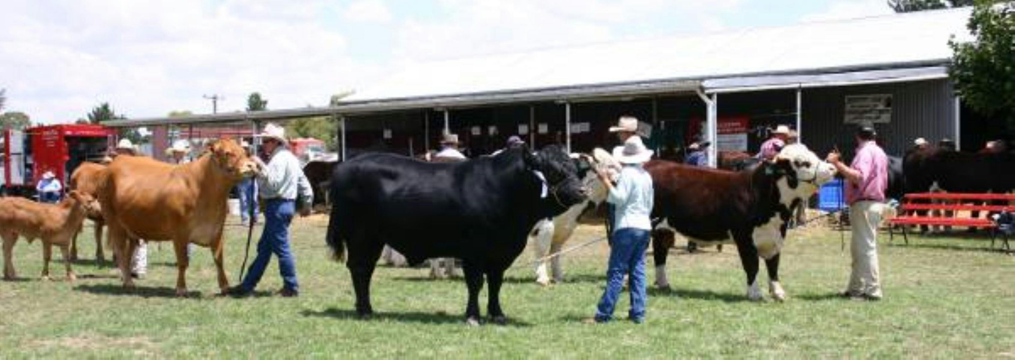 Cattle Ring