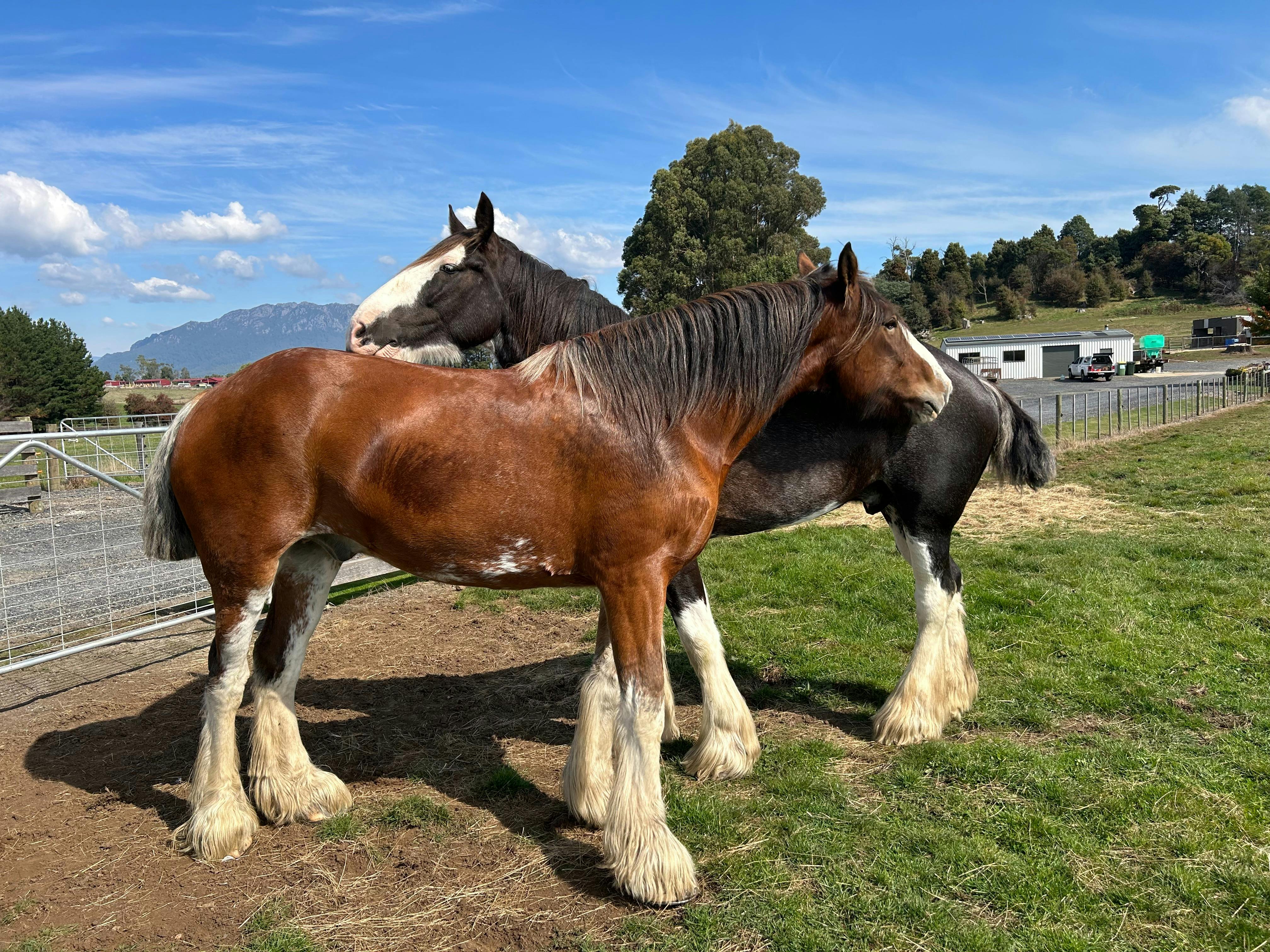 Almost Heaven Clydesdales Inspirational Farmyard Friends