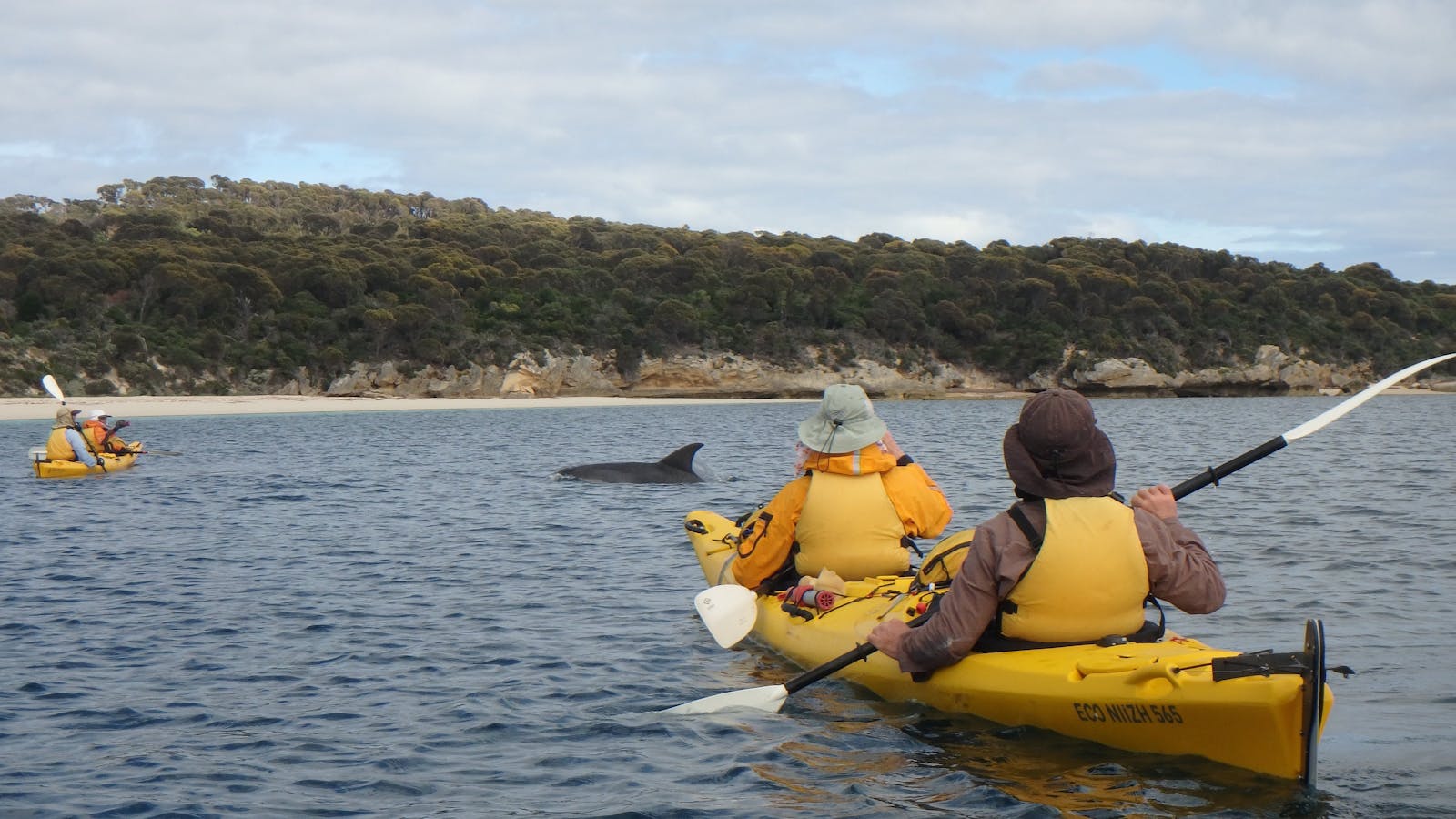 Kayaking with dolphins on Flinders Island