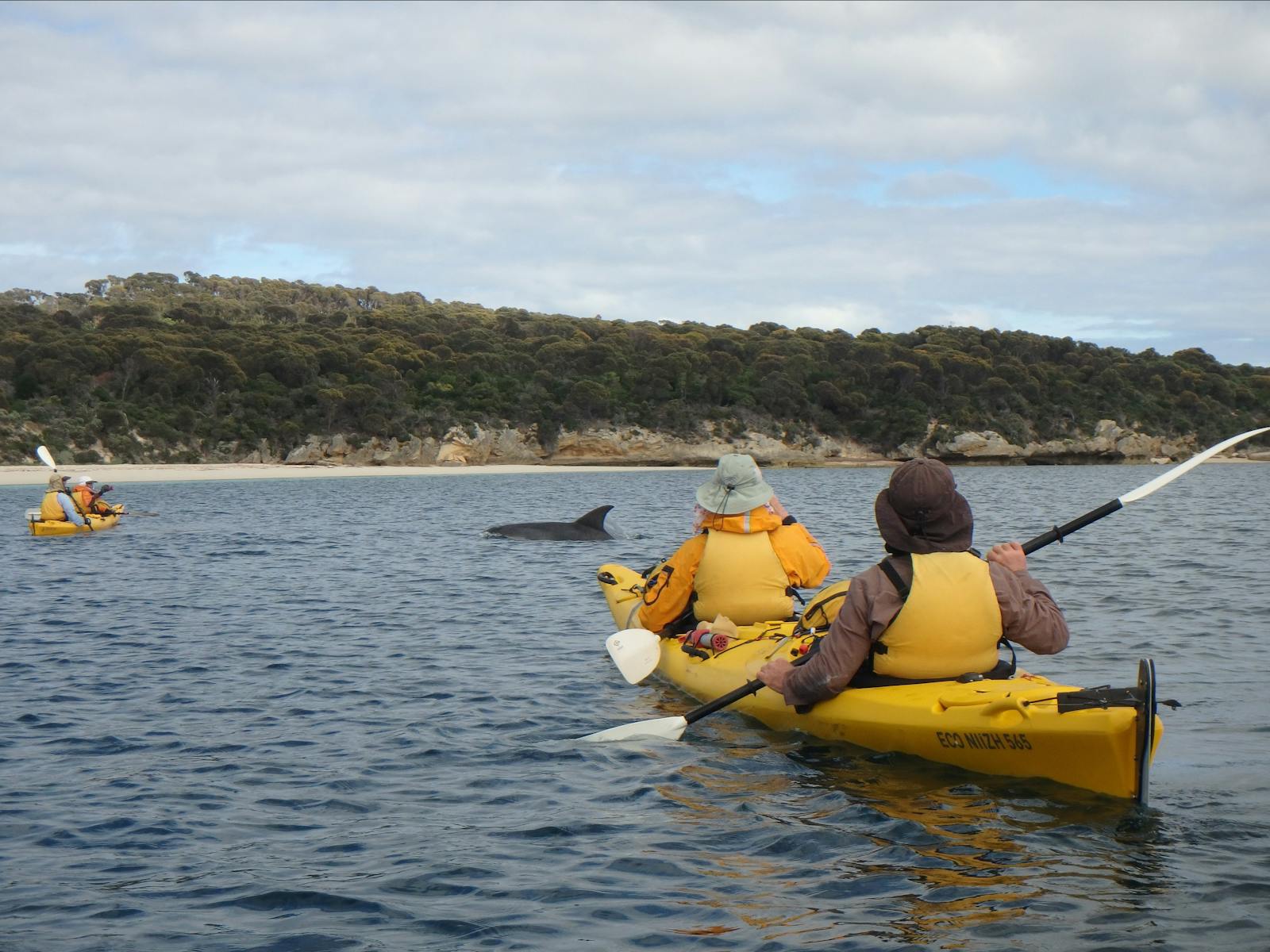 Kayaking with dolphins on Flinders Island