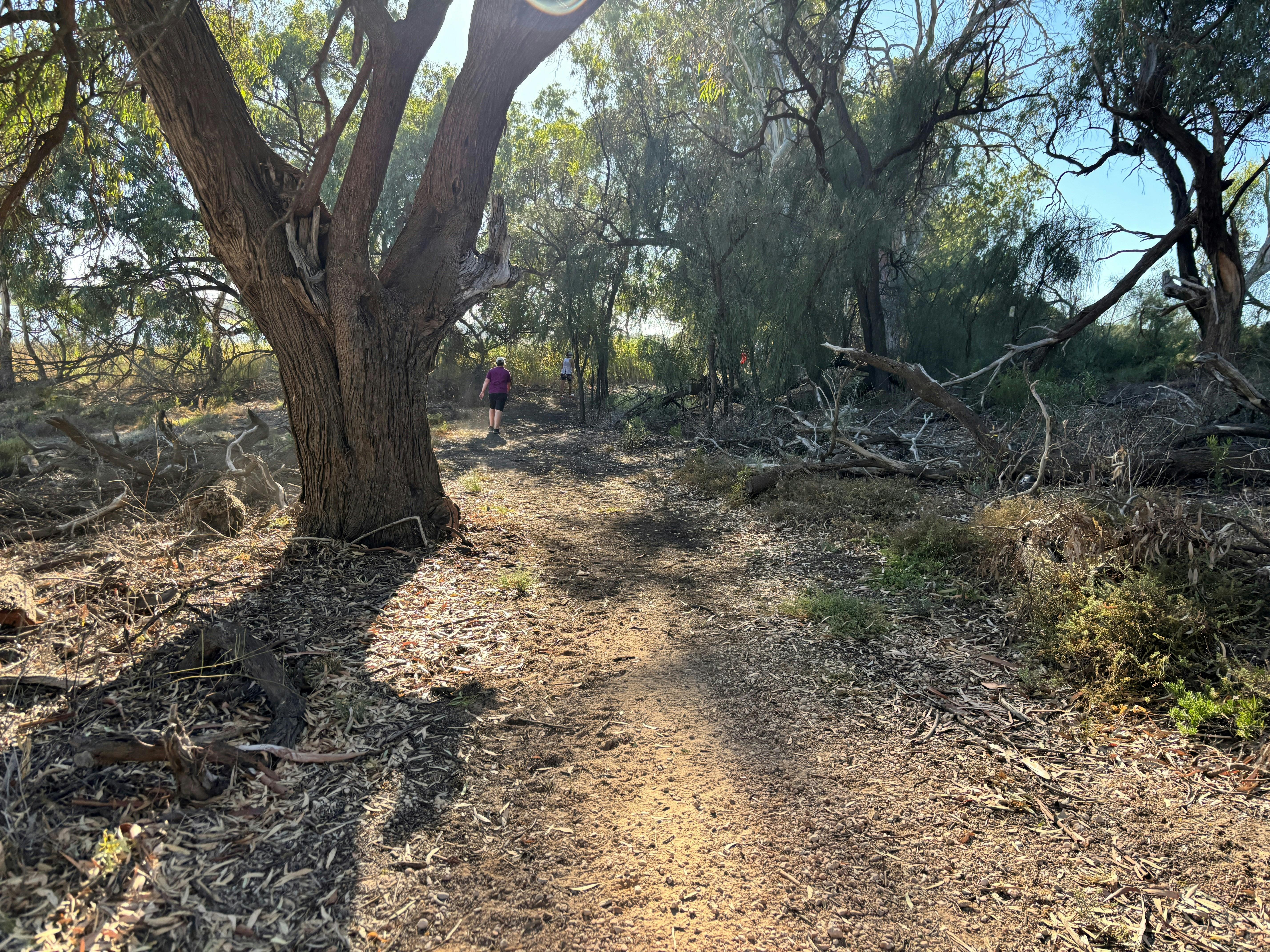Waikerie Wetlands Parkrun