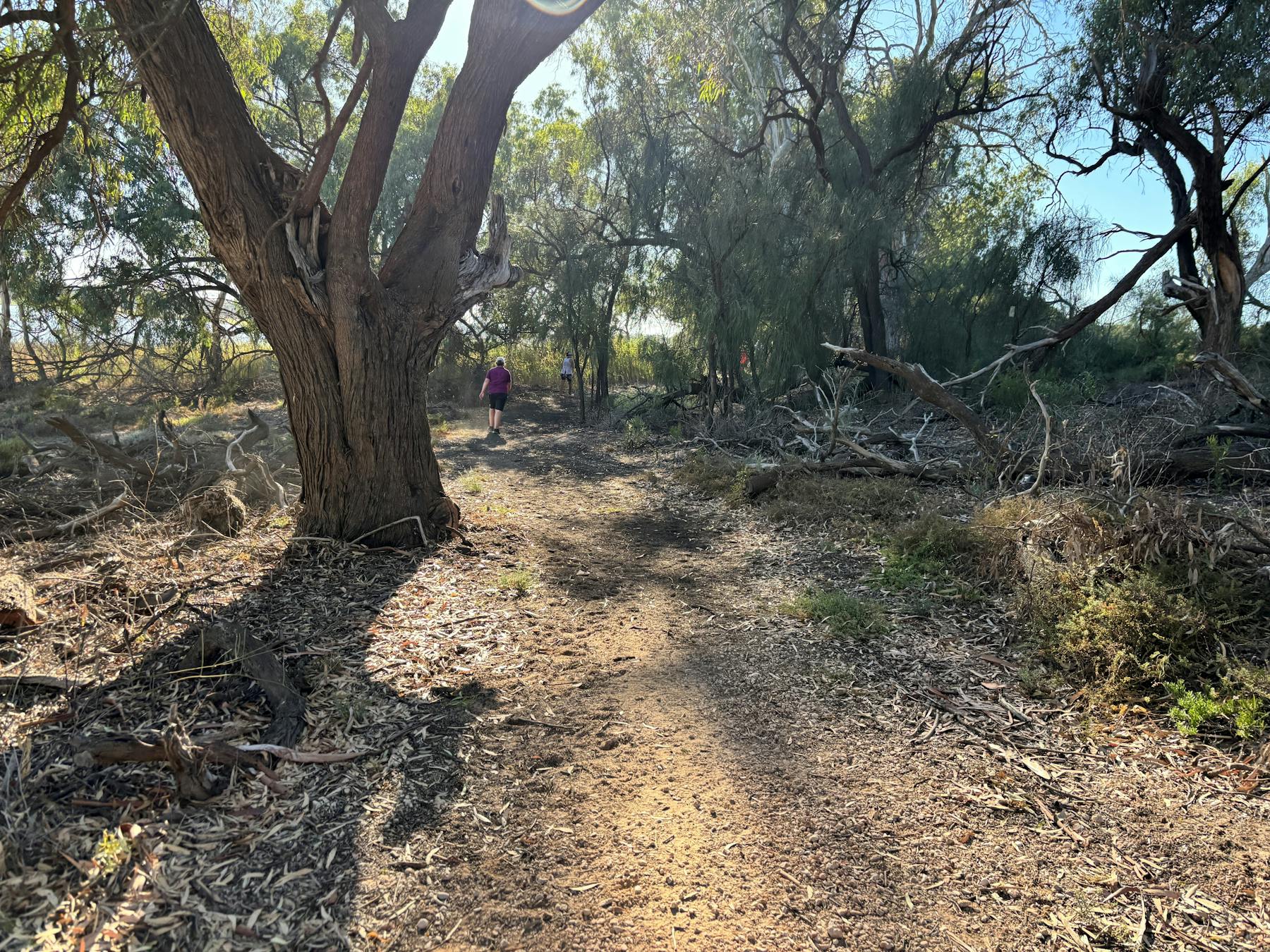Waikerie Wetlands Parkrun
