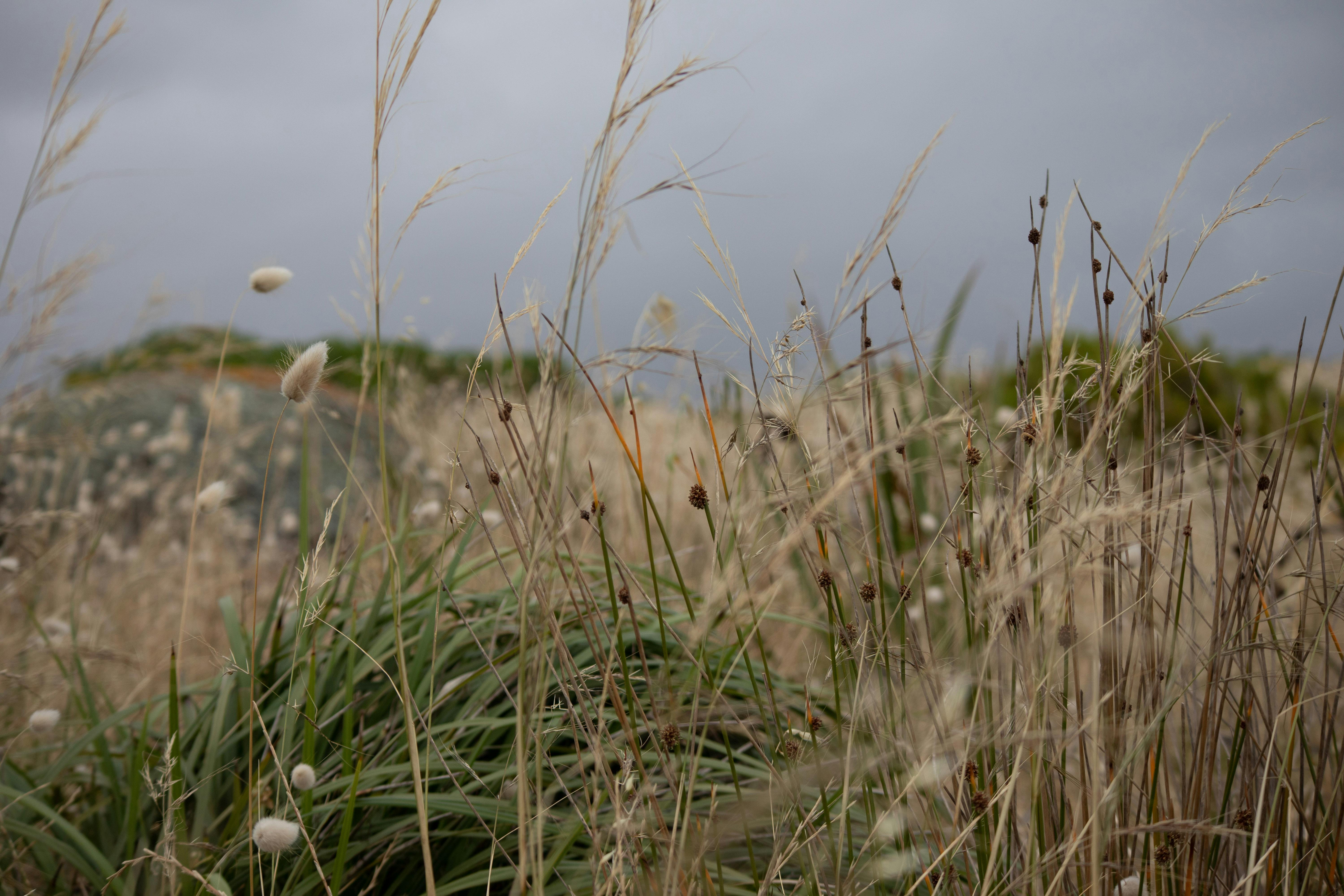 Granite Island Tall Grass