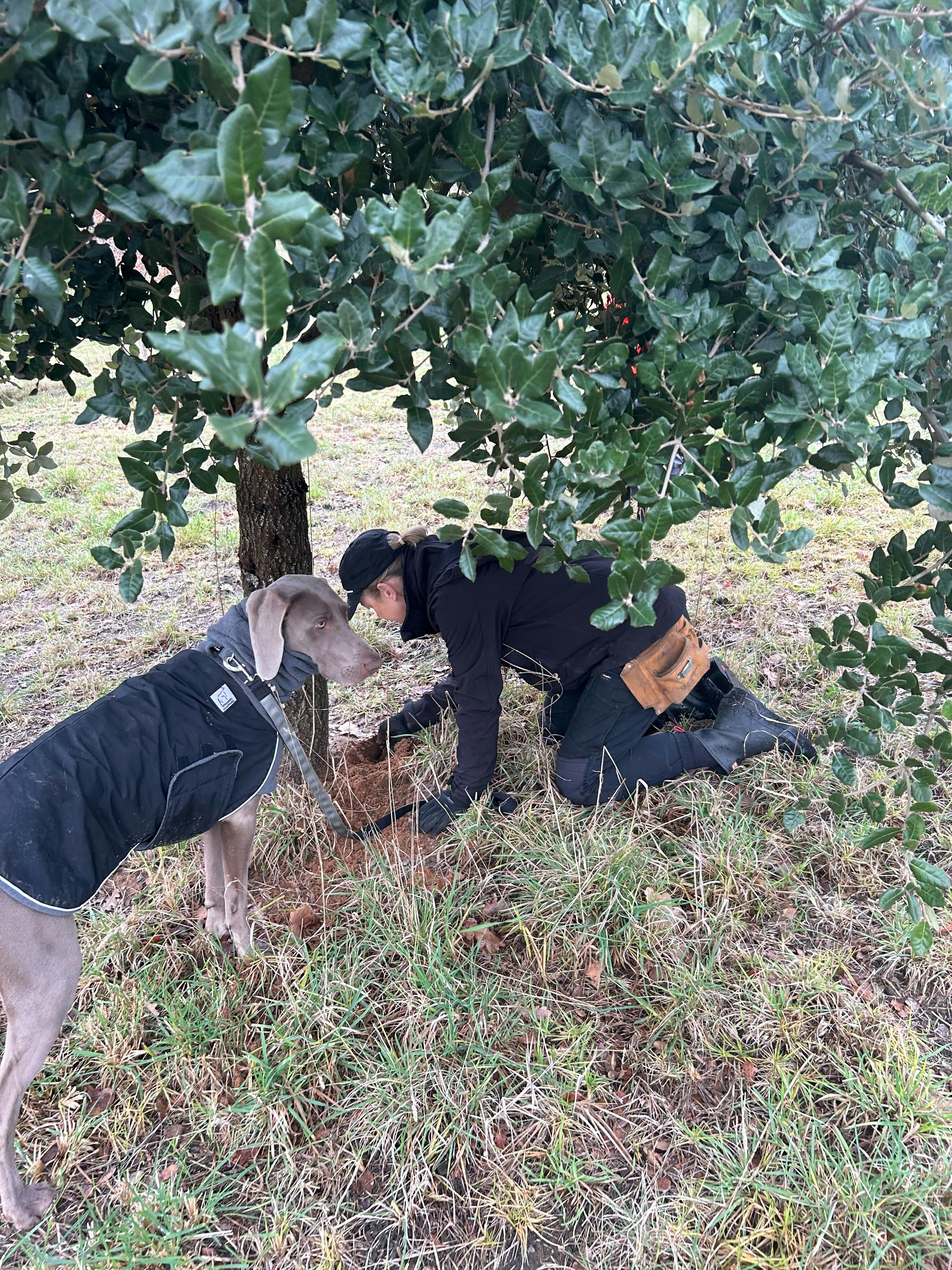 Quercus Truffles