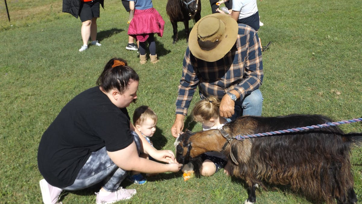 Pet patting