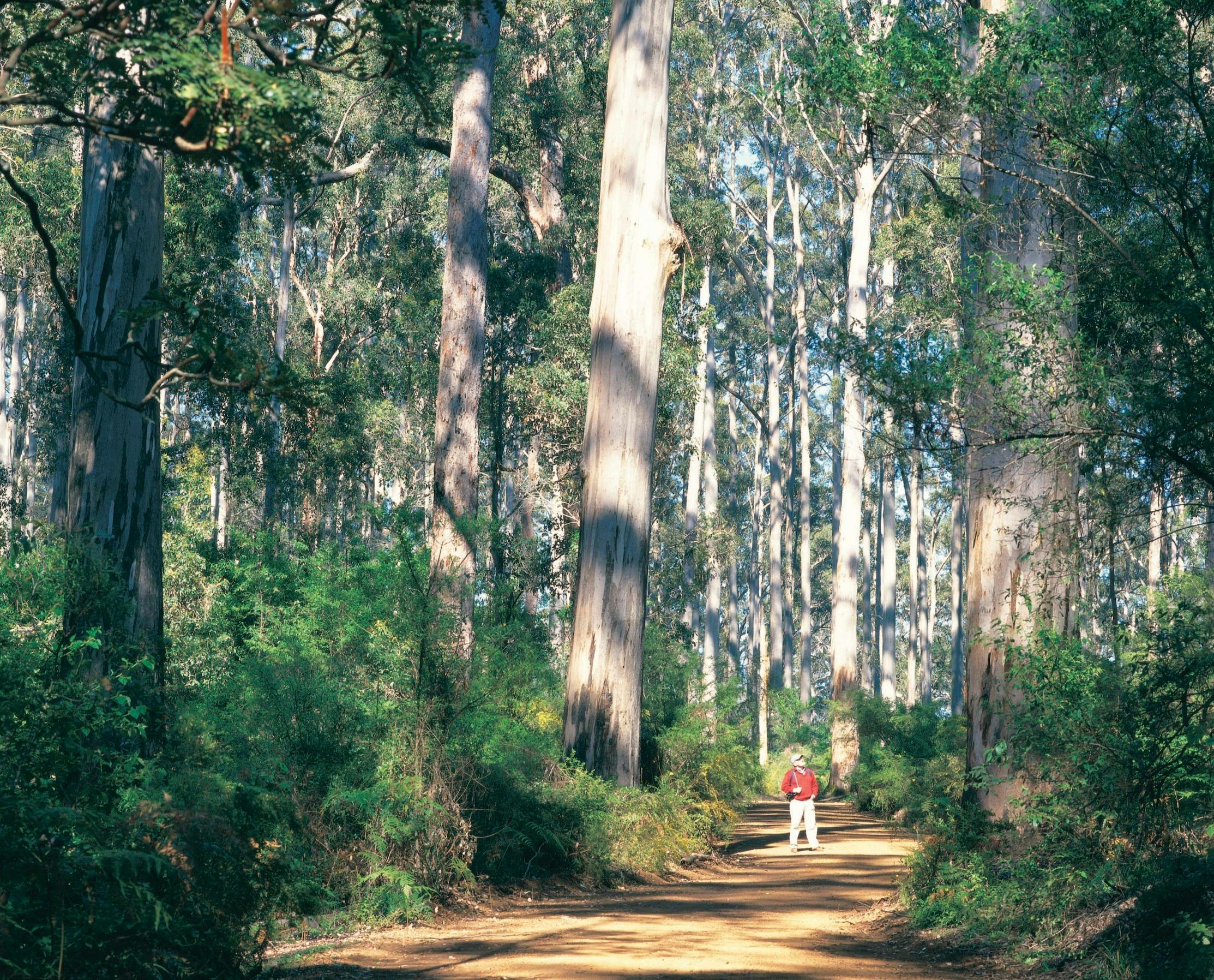 100 Year Forest near Manjimup, Western Australia