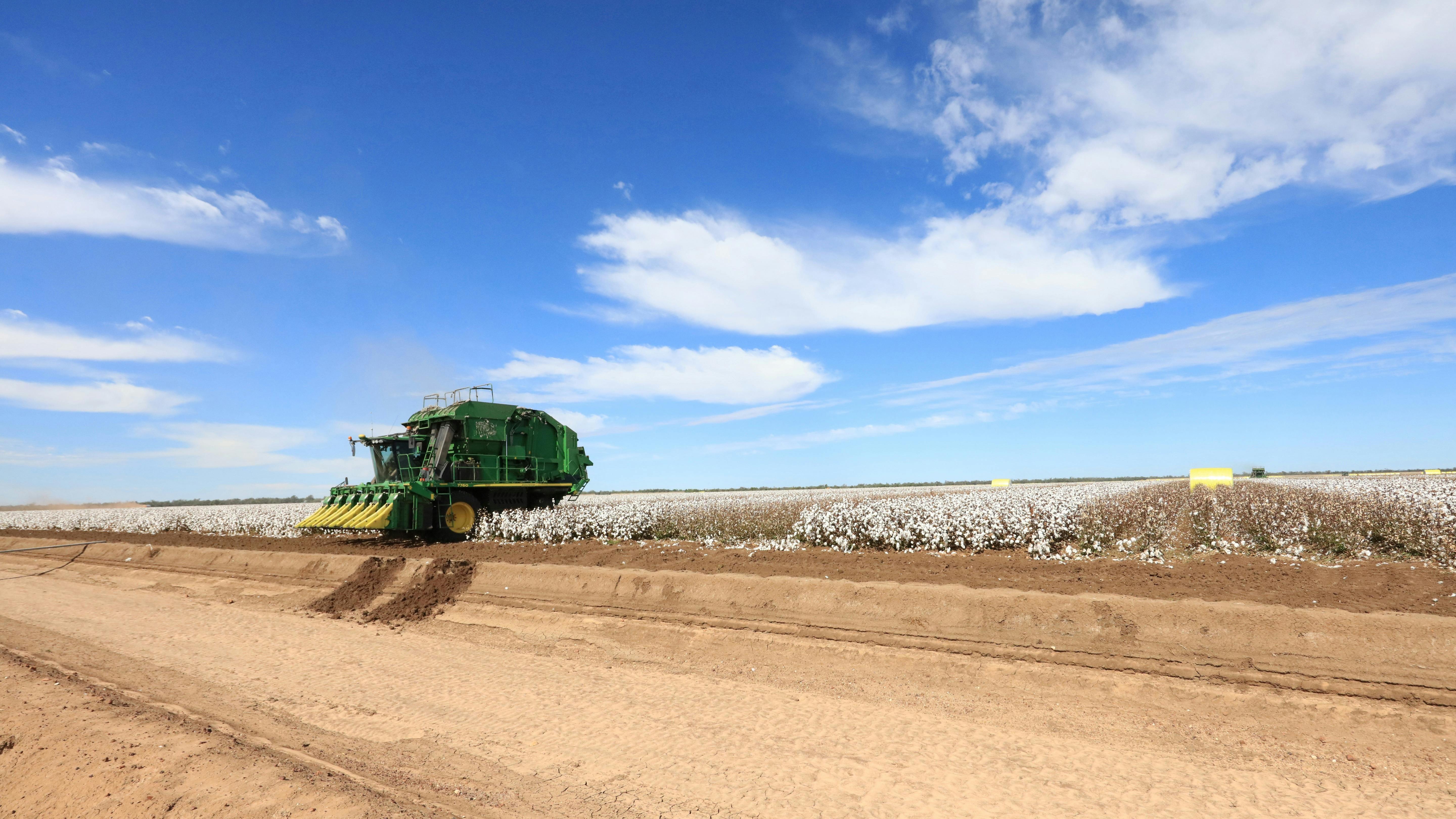 Cotton picking