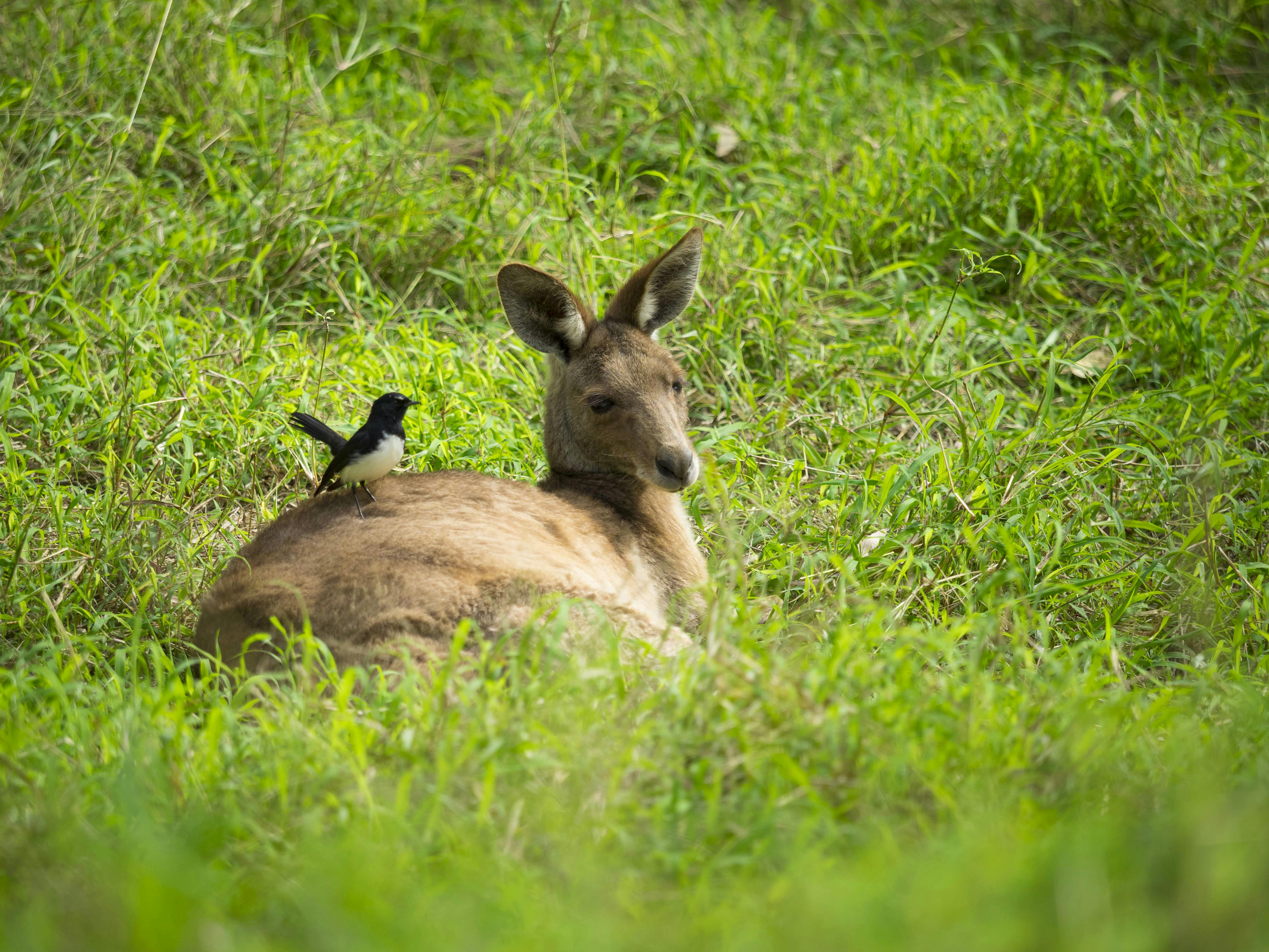 A kangaroo lazes in the grass, with a Willy Wagtail perched on its back.
