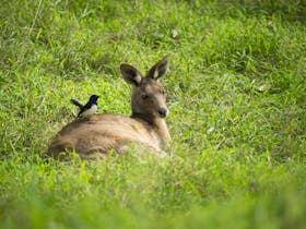 A kangaroo lazes in the grass, with a Willy Wagtail perched on its back.