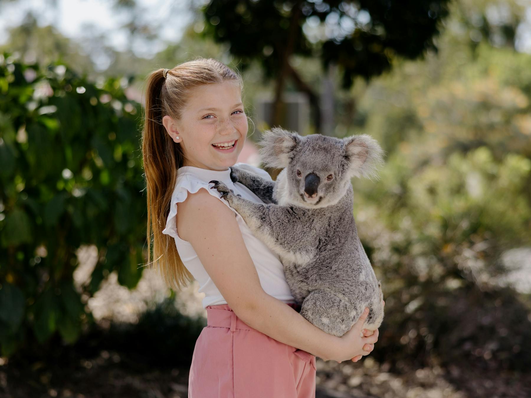 Koala