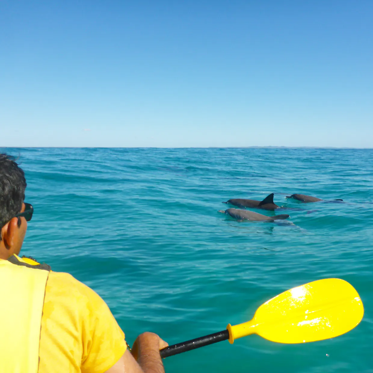 Noosa Dolphin Sea Kayak Tour & 4X4 Beach Adventure