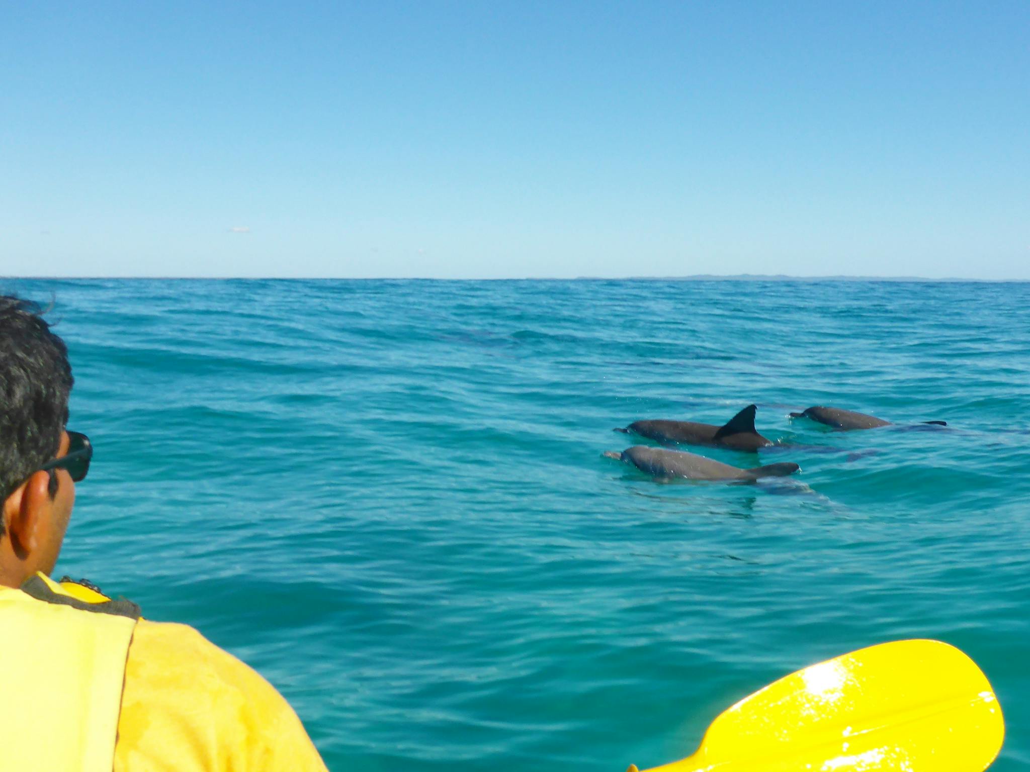 dolphin tour double island point dolphin tour double island point