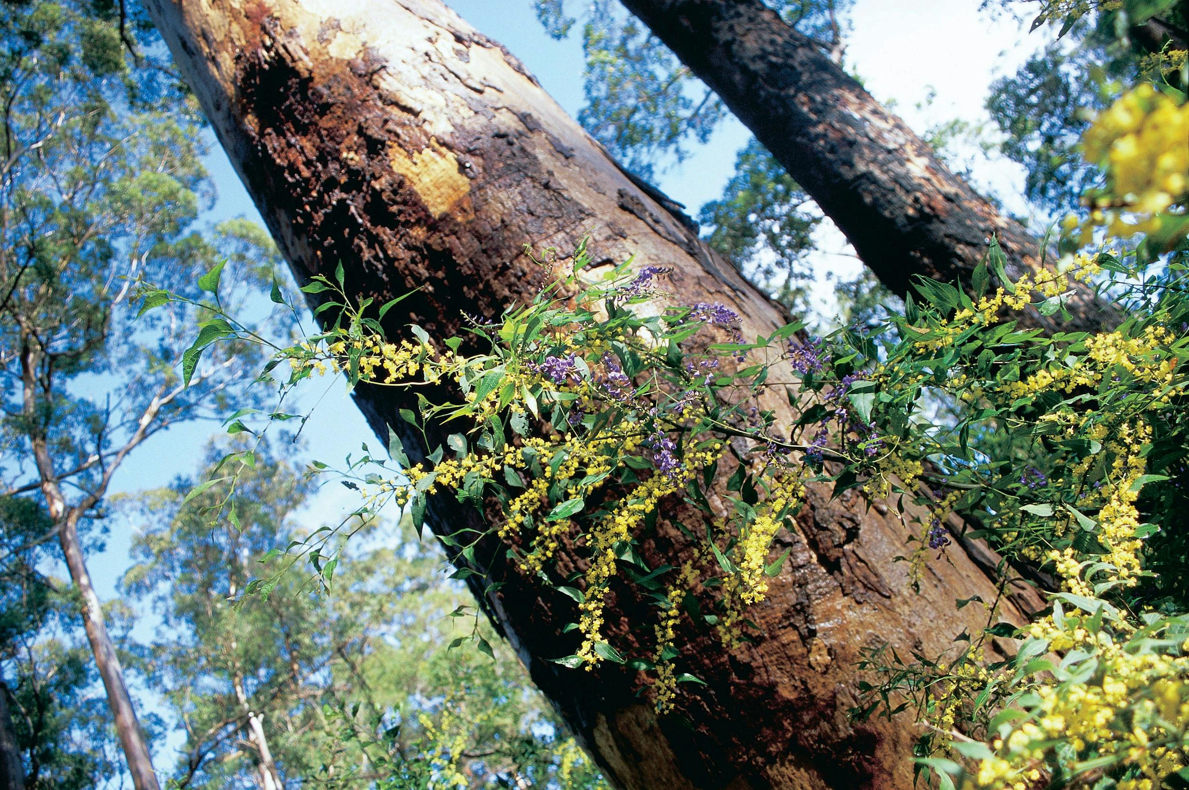 Jarrahland Wildflower Trail, Boyup Brook, Western Australia