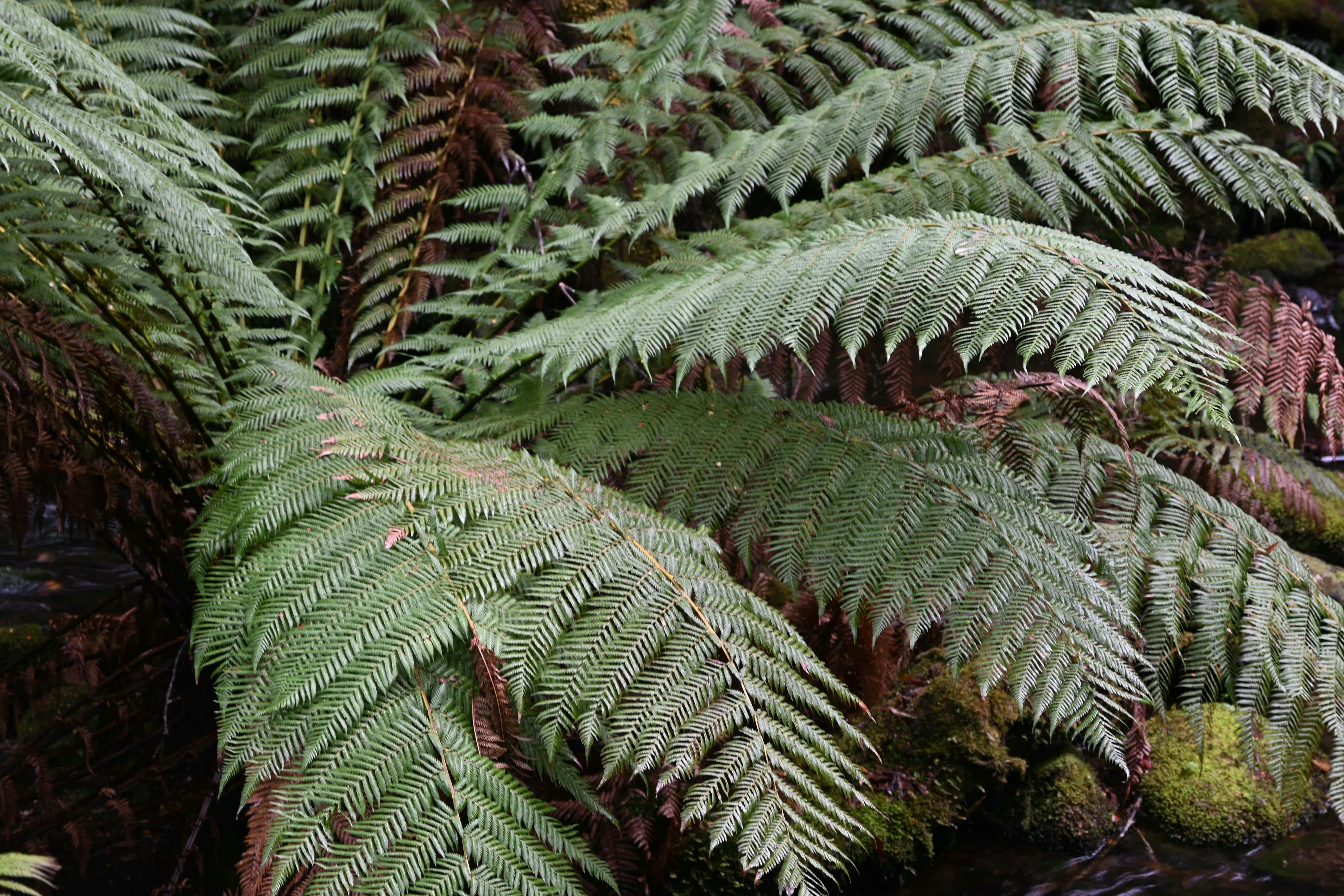 Tree Fern