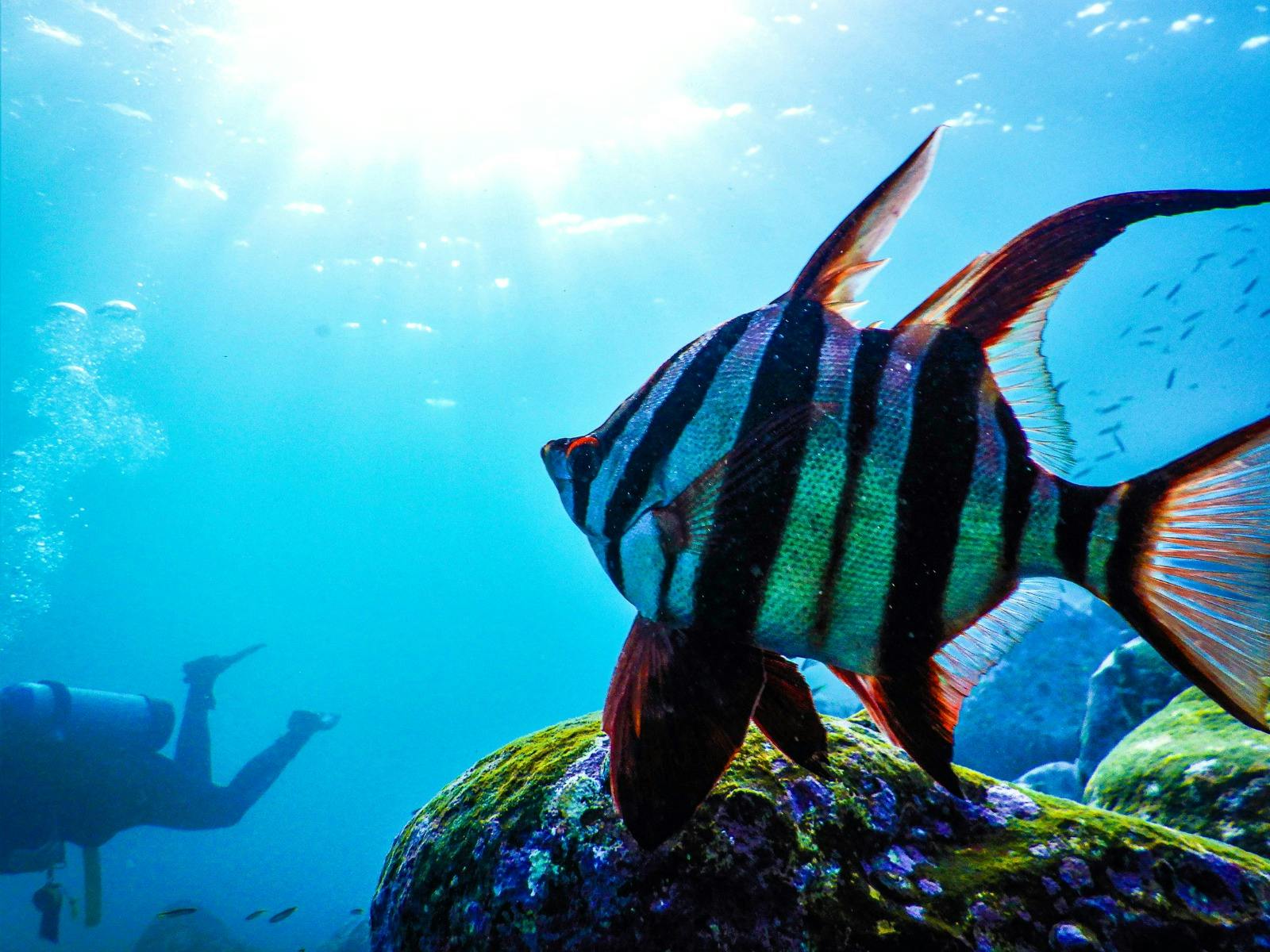 Old wife fish swims toward a sunlit patch of water, seen from a snorkeller’s perspective
