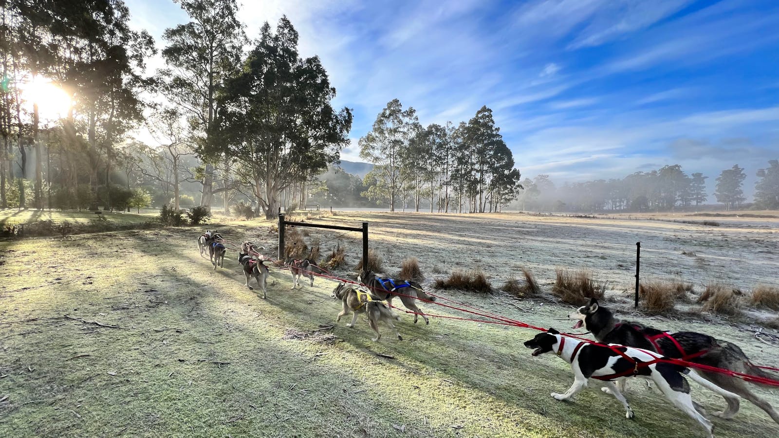 10 dog team - Sled Dog Experience